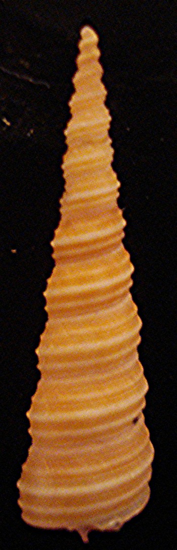 Turritella turbona